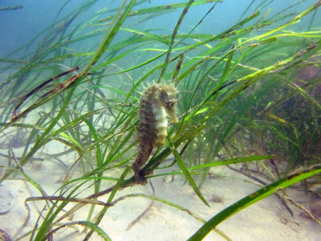 5.1 Secrets of the Solent PHOTO Seahorse and seagrass CREDIT Julie Hatcher
