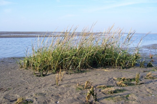 Spartina Anglica